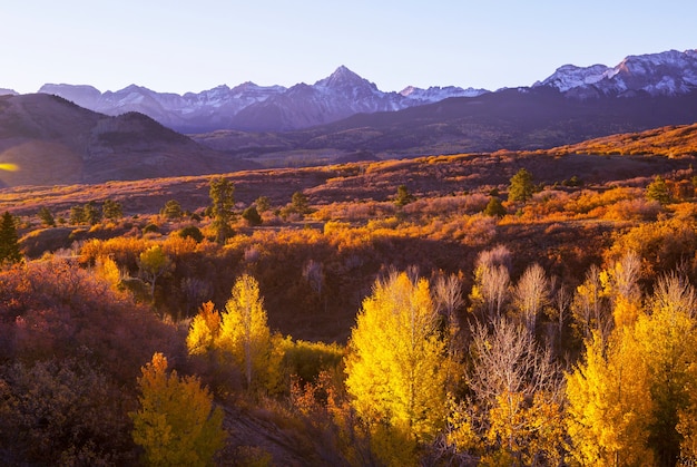 Automne jaune coloré dans le Colorado, aux États-Unis. Automne.