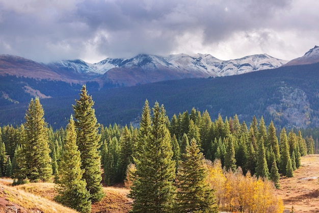 Automne jaune coloré dans le Colorado, aux États-Unis. Automne.