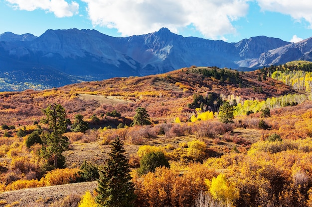 Automne jaune coloré dans le Colorado, aux États-Unis. Automne.