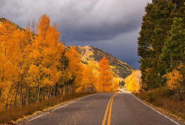 Automne jaune coloré dans le Colorado, aux États-Unis. Automne.