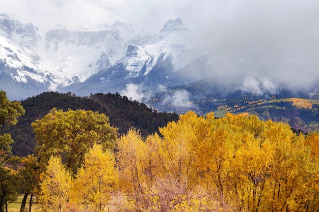 Automne jaune coloré dans le Colorado, aux États-Unis. Automne.