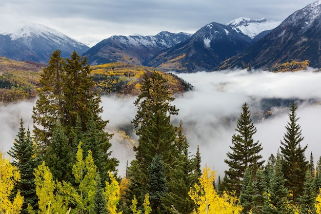 Automne jaune coloré dans le Colorado, aux États-Unis. Automne.