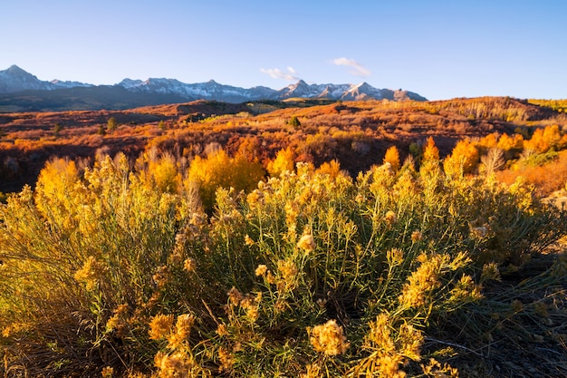 Automne jaune coloré dans le Colorado, aux États-Unis.