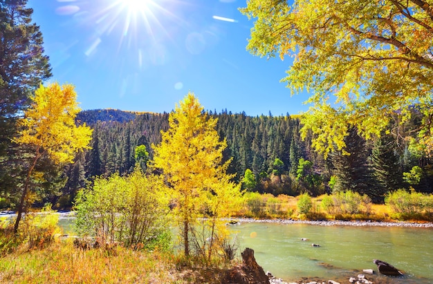 Automne jaune coloré dans le Colorado, États-Unis. Automne.