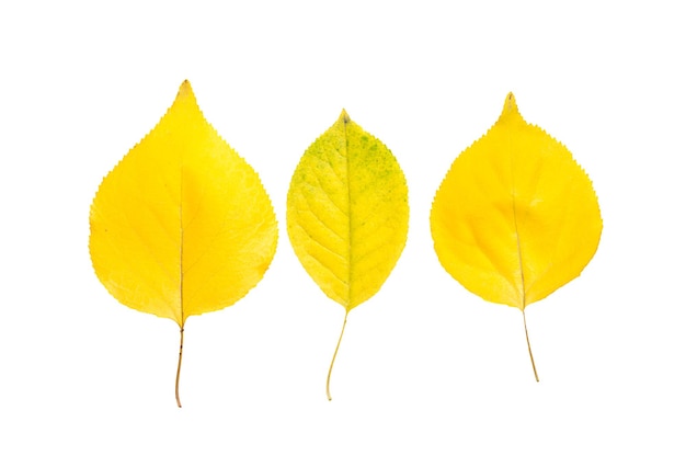 Automne jaune trois feuilles de peuplier isolé sur fond blanc