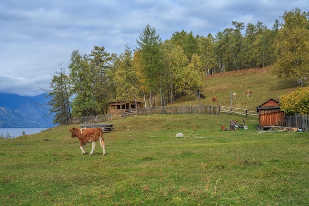 L'automne sur le lac Teletskoye, montagnes de l'Altaï, le lac Teletskoye, le sud de la Sibérie, Russie