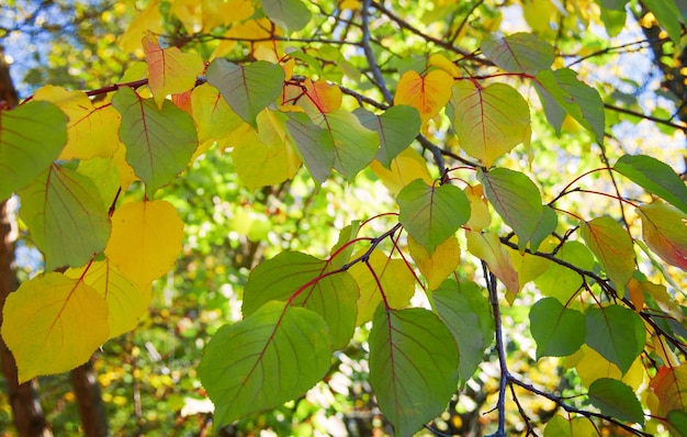 L'automne laisse un fond sur la forêt