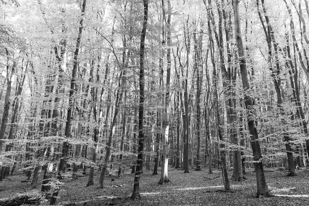 Automne nature belle forêt avec des feuilles jaunes arbres saisonniers toile de fond beauté naturelle saison d'automne météo feuille d'automne jaune sur fond naturel