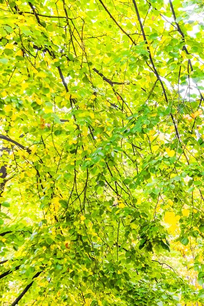 Automne nature scène fond feuilles et arbres à l'extérieur