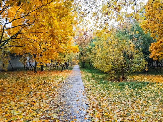 Automne naturel. Chemin dans un parc avec un feuillage tombé. Russie.