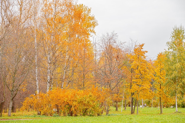 Automne naturel vue d'automne des arbres avec des feuilles orange jaunes dans la forêt ou le parc Arbres au feuillage coloré pendant la saison d'automne Nature inspirante en octobre ou septembre Concept de changement de saisons