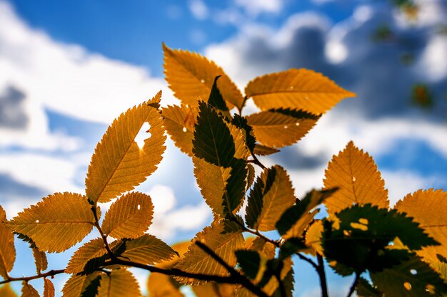 Automne orange feuilles sculptées sur le beau ciel avec nuages