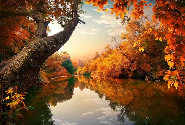 L'automne orange sur la rivière