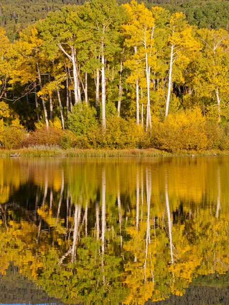 L'automne en parfait reflet de Woods Lake, Colorado.
