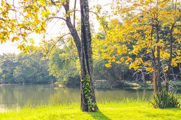 Automne, paysage d'automne dans le parc. Feuilles vertes jaunes colorées, soleil qui brille à travers les arbres.