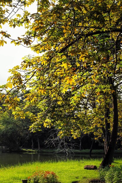 Automne, paysage d'automne dans le parc. Feuilles vertes jaunes colorées, soleil qui brille à travers les arbres.