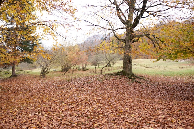 Automne paysage parc forêt feuilles tombées grands arbres air frais