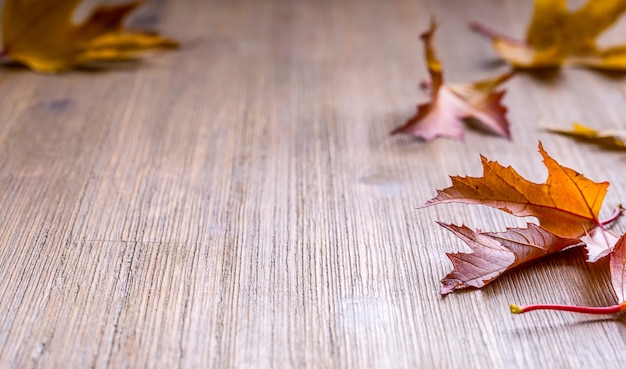 Automne. Photo de saison. Feuilles d'automne en vrac sur une planche de bois.