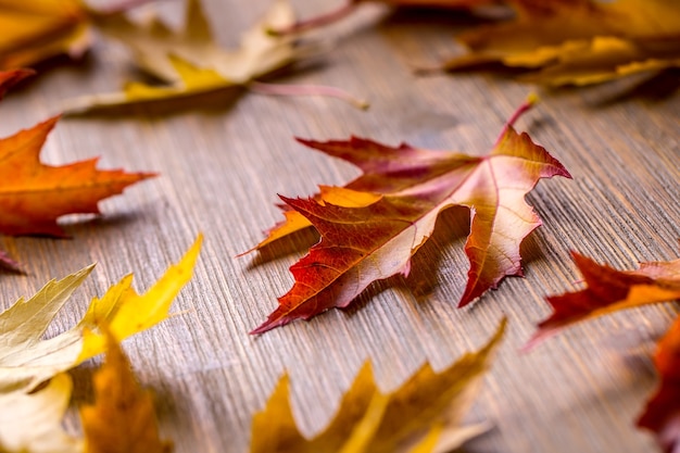 Automne. Photo de saison. Feuilles d'automne en vrac sur une planche de bois.