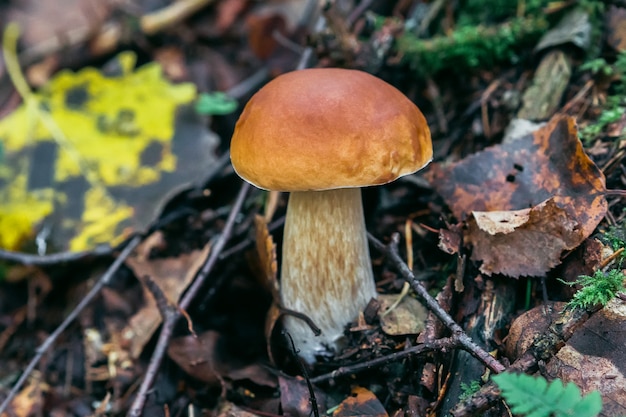 Automne Porcini dans la forêt