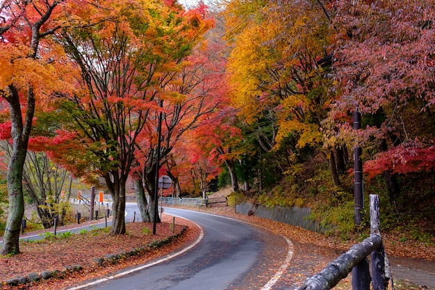 Automne sur route avec des feuilles d'érable jaune rouge orange vert en automne, les arbres des deux côtés deviennent colorés sur le chemin de la route au changement de saison, au Japon