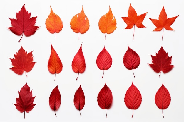 Un automne vibrant Une magnifique collection de feuilles rouges isolées sur une toile blanche