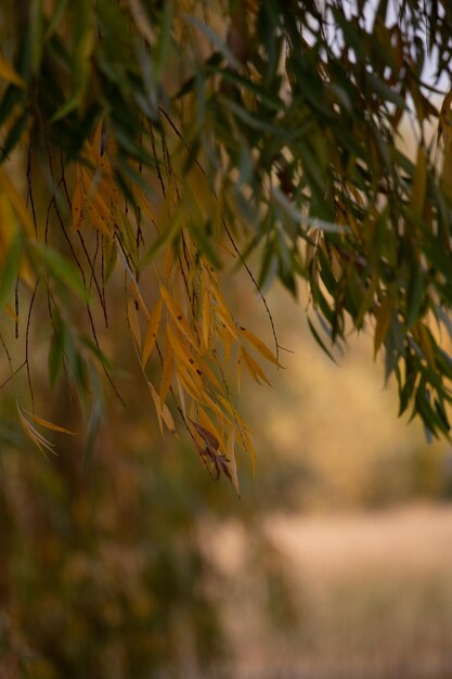 Photo l'automne en ville