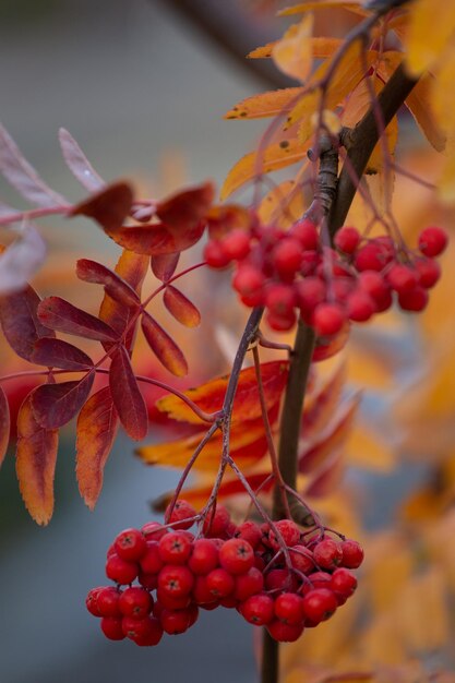 Photo l'automne en ville