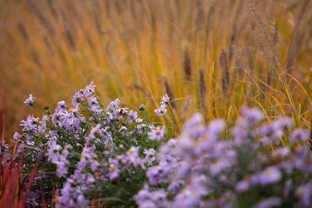 Photo l'automne en ville