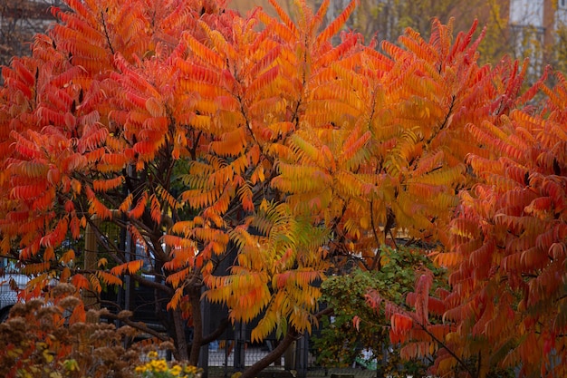 Photo l'automne en ville