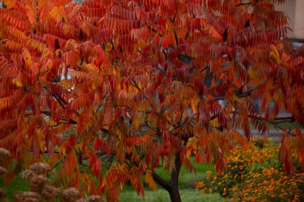 Photo l'automne en ville