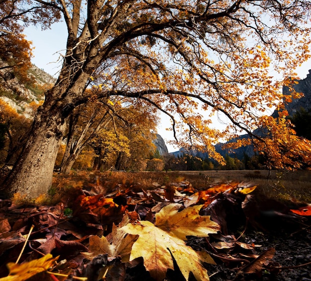 Automne à Yosemite