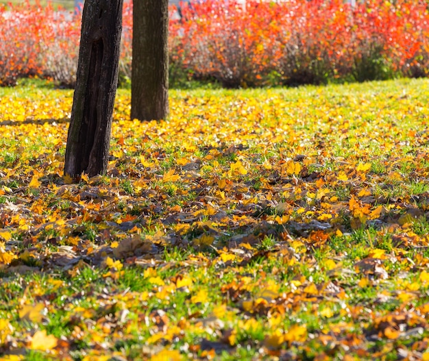 L&#39;automne