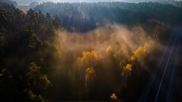 Autoroute parmi la forêt d'automne de conifères dans les rayons du soleil brumeux du matin d'automne