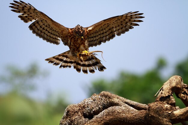 Autour huppé dans la chasse au lézard alap alap gros plan animal oiseau