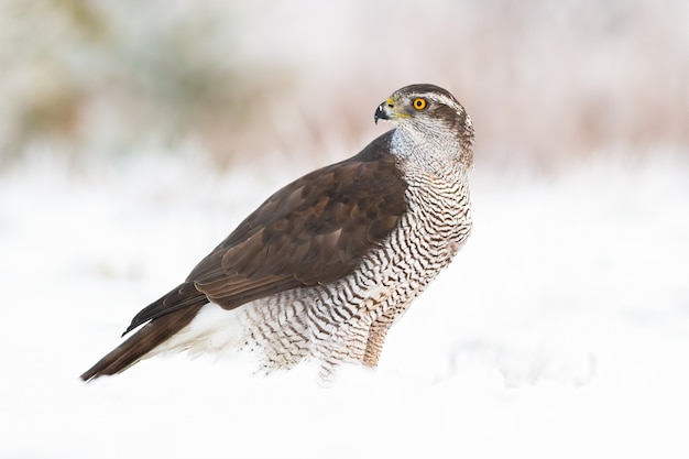 Autour des palombes, Accipiter gentilis sur la neige en hiver