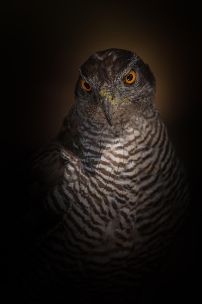 Autour des palombes , Accipiter gentilis