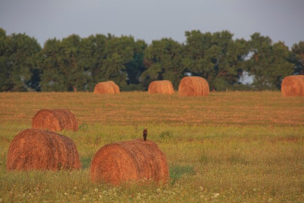 Autour des palombes au coucher du soleil est assis sur de grosses balles de foin frais , Ukraine