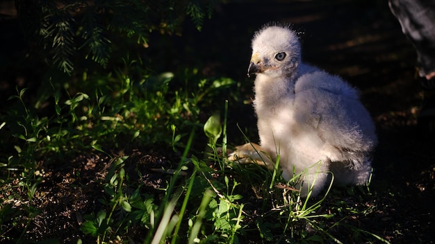 L'Autour des palombes de l'épervier du Nord poussin dans son nid Accipiter gentilis