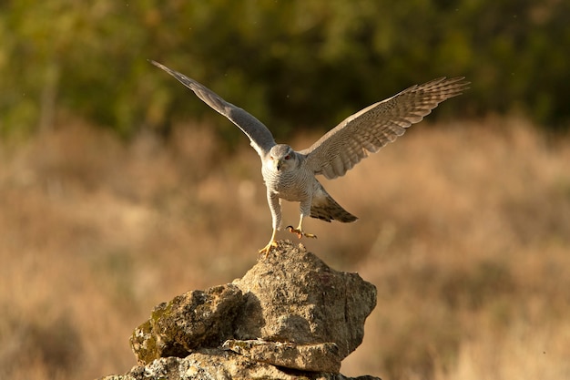 L'Autour des palombes mâle à sa perche préférée dans une forêt de pins et de chênes dans les dernières lumières du soir