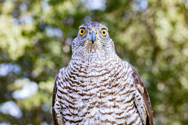 Autour des palombes se percher, portrait en gros plan