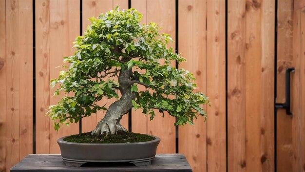 Un autre bonsai d'orme chinois