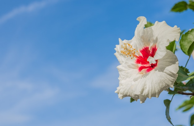 Photo autres fleurs d'hibiscus blanches et rouges sur fond de ciel bleu