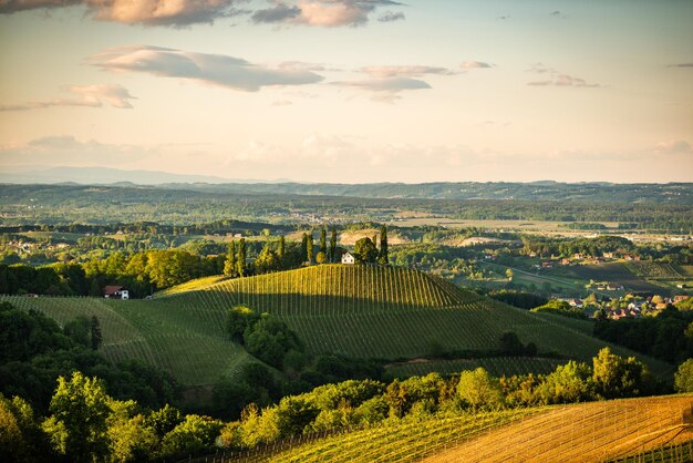 Autriche Vignobles Sulztal région de Leibnitz sud de la Styrie