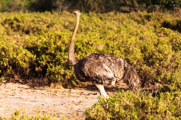 Autruche africaine dans le parc Samburu. Kenya, Afrique