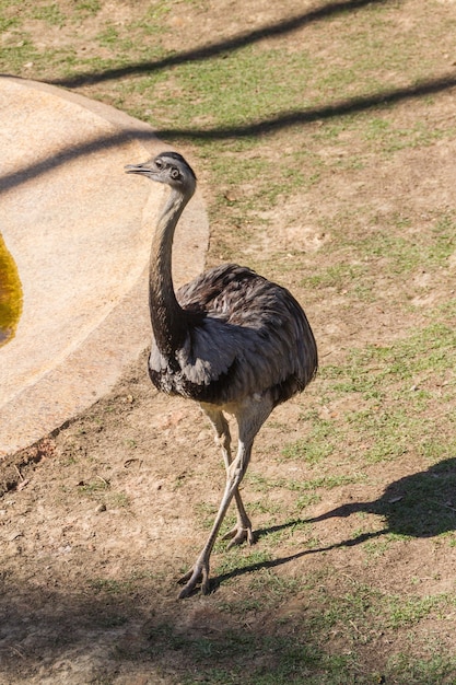 Autruche à l'extérieur dans un parc à Rio de Janeiro, Brésil.