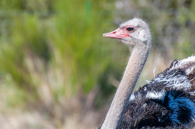 Photo l'autruche solitaire règne dans le désert africain