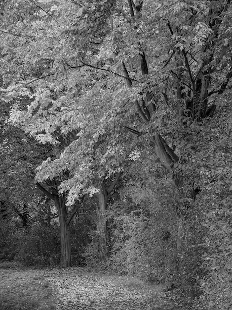 Autumm à la rivière