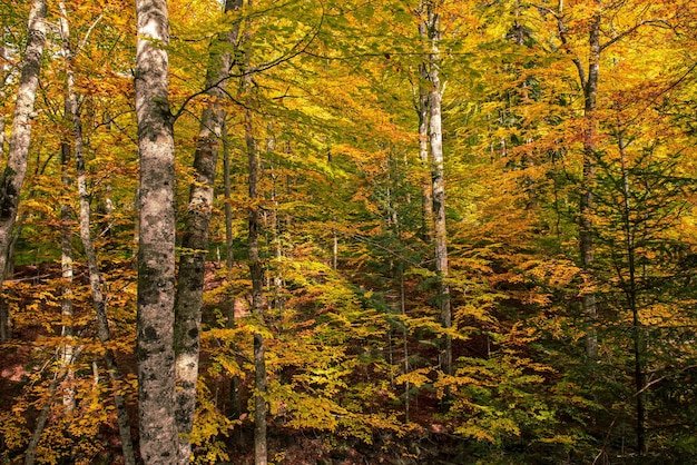 autumn background