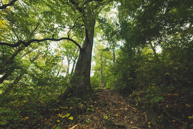 autumn background